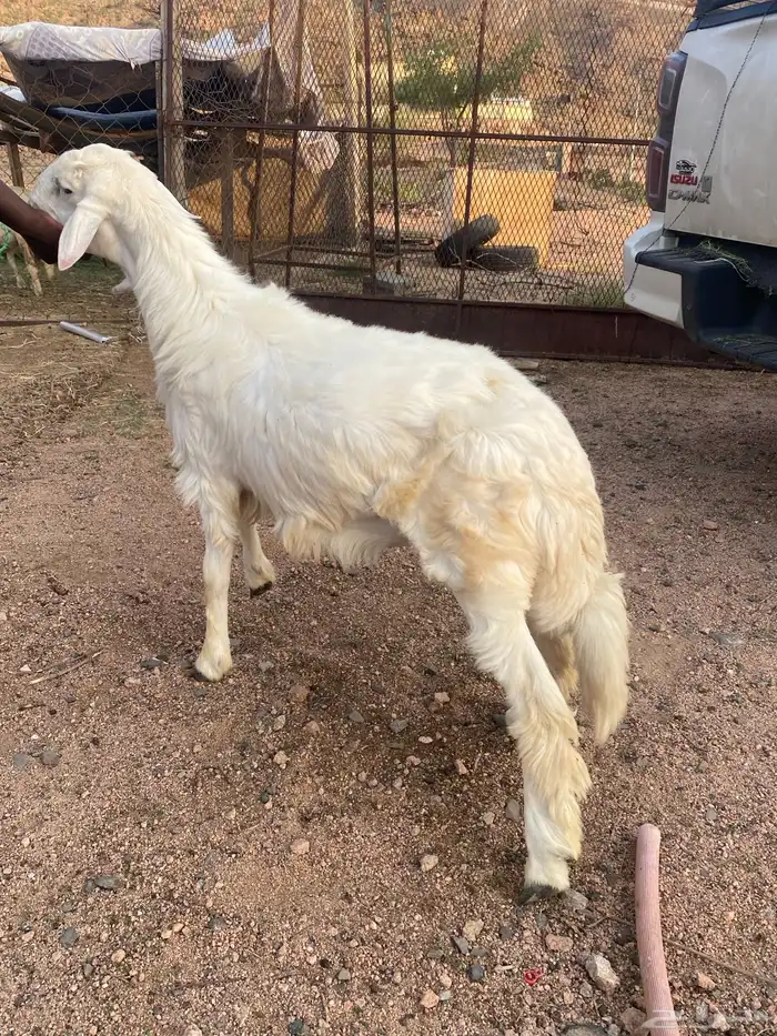 لبيع 3 خرفان و3 تيوس 6