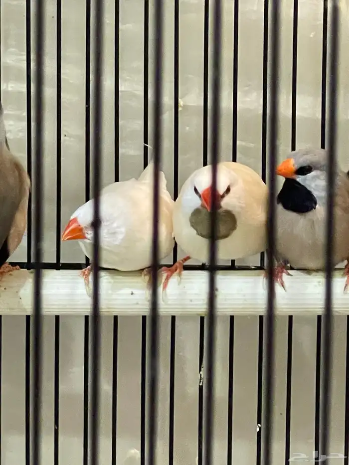 طيور شفت تيل البينو 1