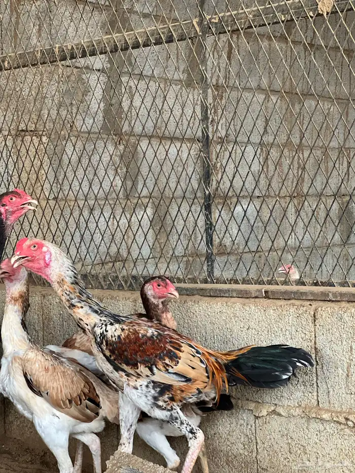 دجاج شامو ياباني الموقع بارق 6