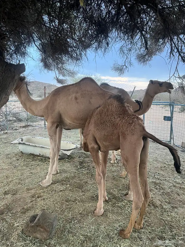 النياق للبيع خلفات تحتها قعدان 3
