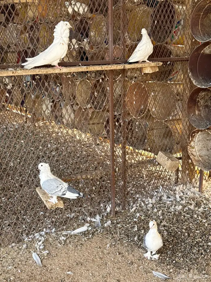 حمام 0