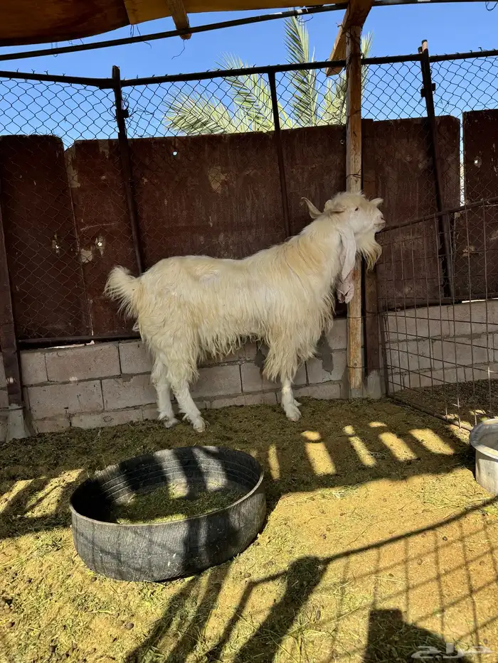 تيس مطور صنف للبيع 3