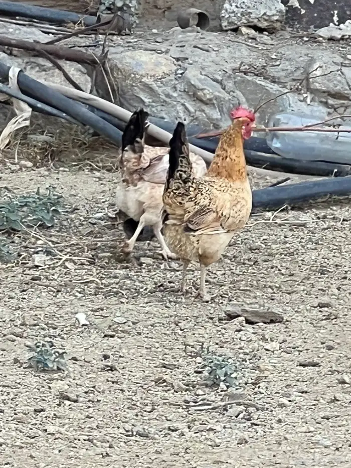 النماص بدوه 1