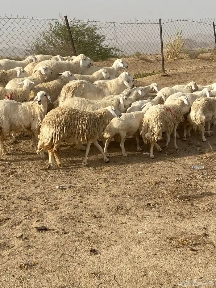 غنم صنف دفيع تم البيع 0