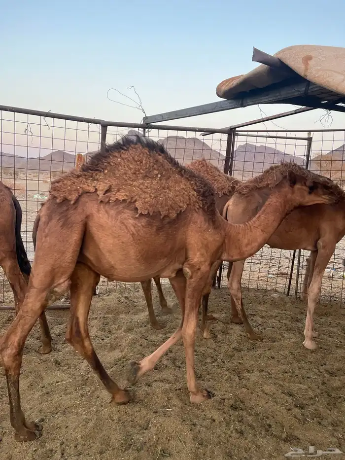 قعدان فاخرة وطيبات 1