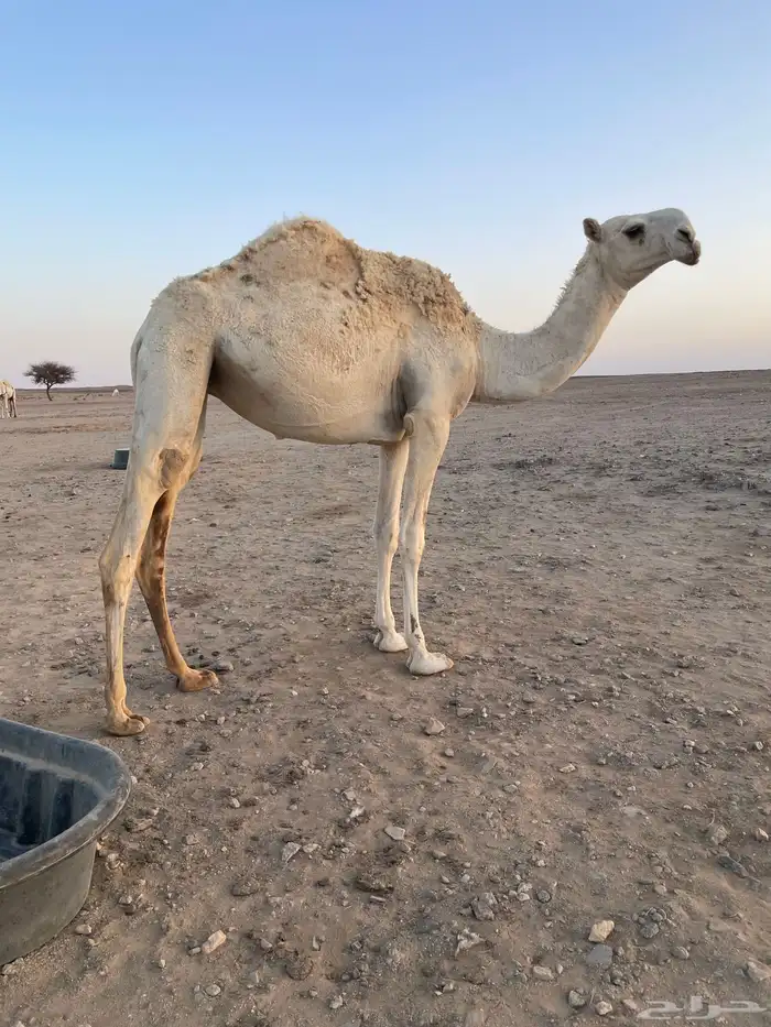 بكره حقه وضحا 2