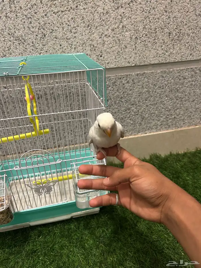 فرخين روز البينو 4
