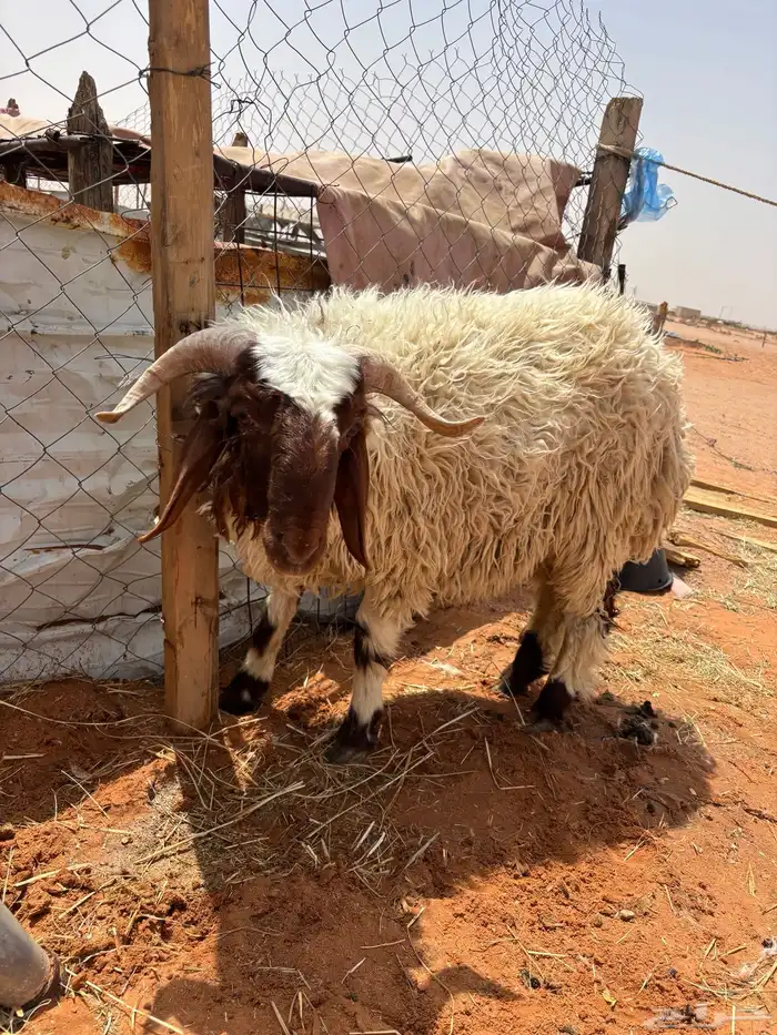 خاروف جذع 2