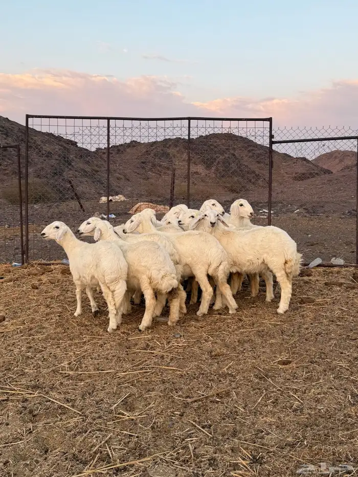 ررخال جذعات 1