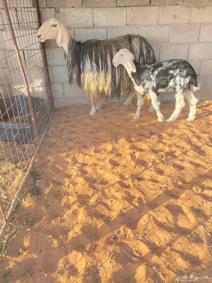 للبيع نجديه والد صنف 1