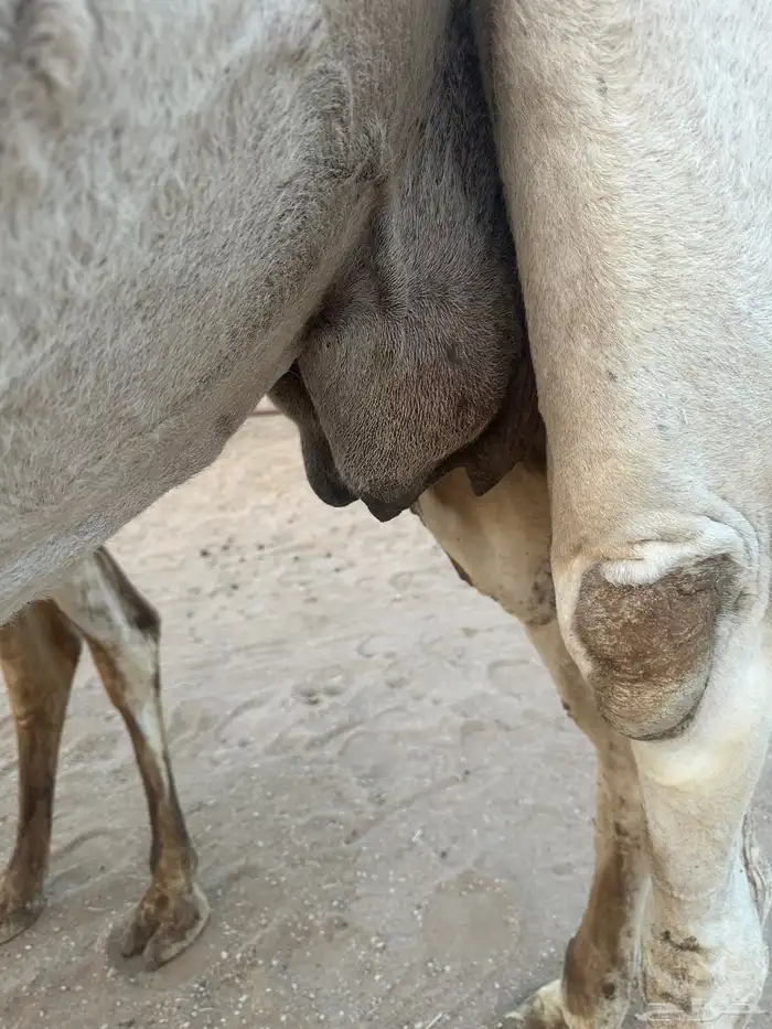 اللقحات وضح طيبه 9