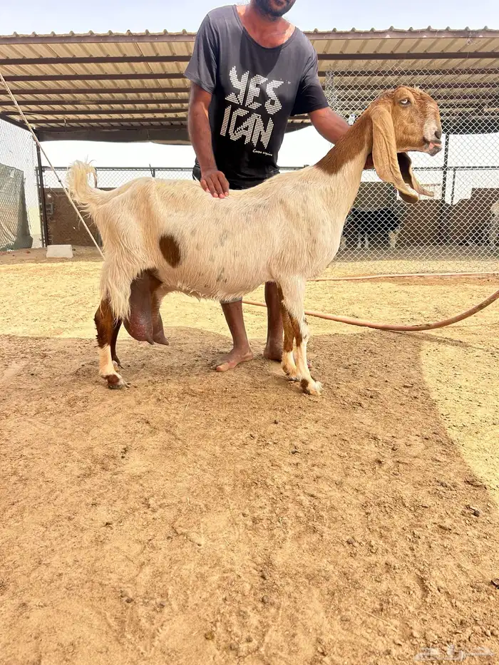 عنز رغوث 0