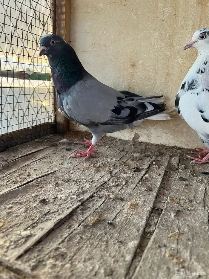 أرانب وجوز قلابي قطيفي 4