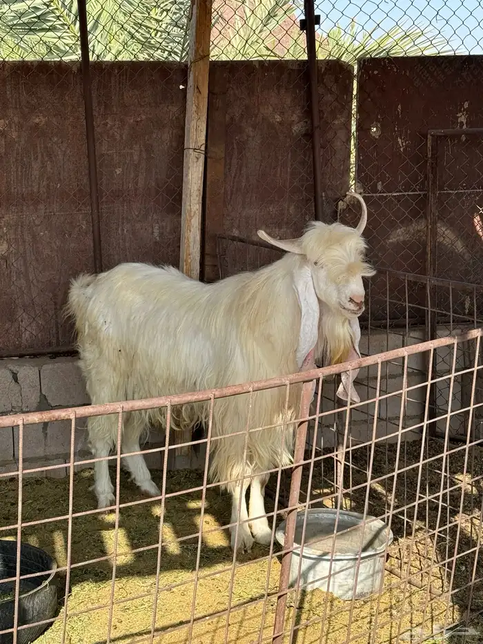 تيس مطور صنف للبيع 2