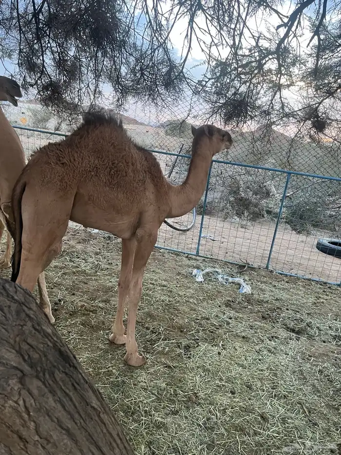 النياق للبيع خلفات تحتها قعدان 2