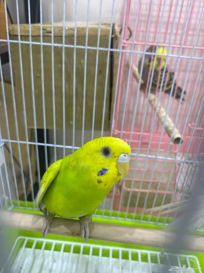 طيور بادجي على السوم بيع سريع 3