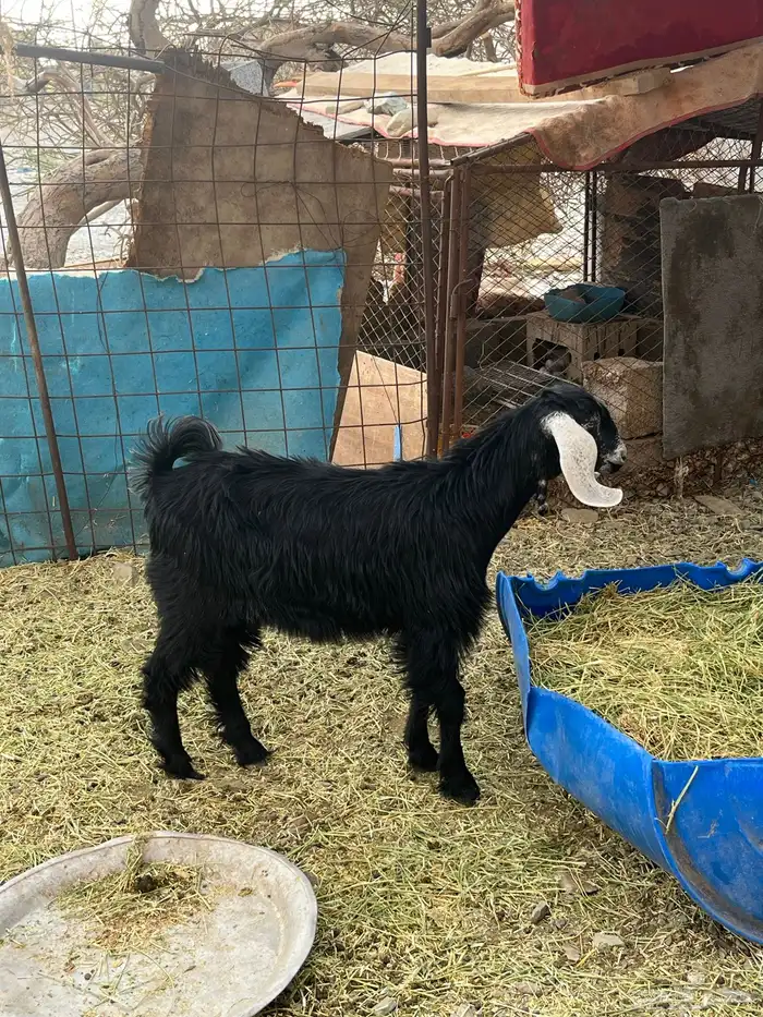 جفره عارضيه 0