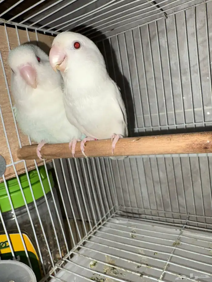 زوج روز منتج مع انتاجه البينو المدينه و ينبع 4