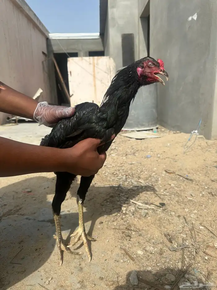 دجاج و دياك باكستاني وبلدي الصحه ميه ب الميه ممتاز مره 4