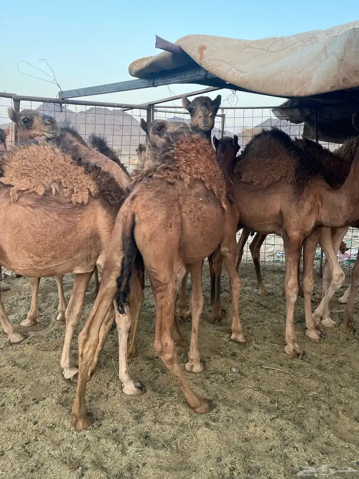 قعدان فاخرة وطيبات 7
