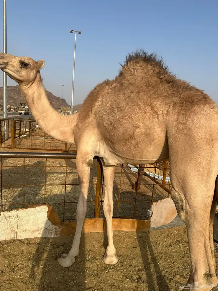 بكره بلديه على الشرط 2