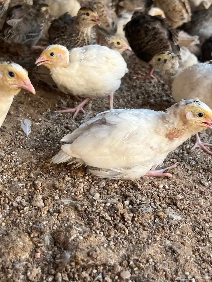 توفر دفعه   صوص سمان 1