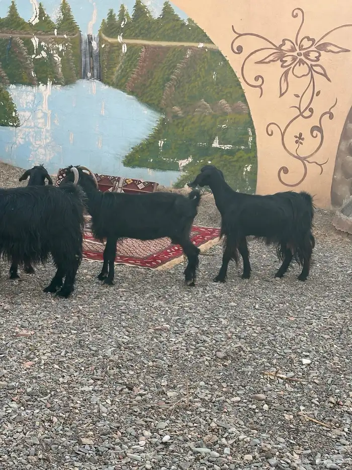 معزاء مضاريع وحليب 6