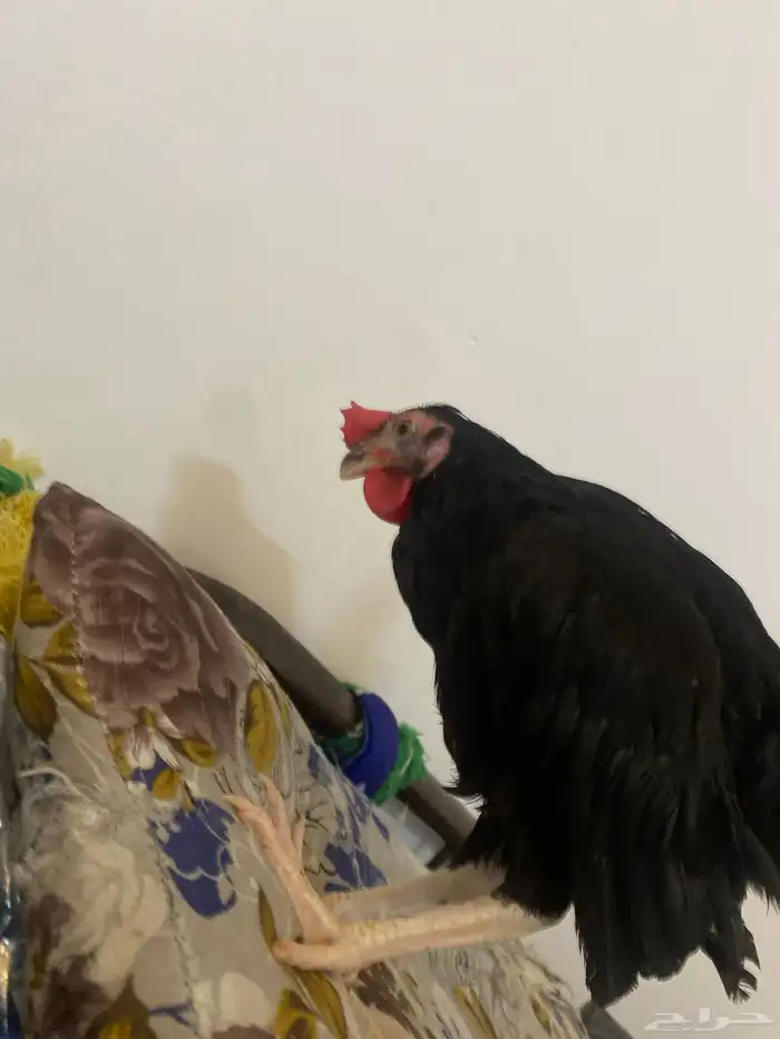ديك حساوي 1