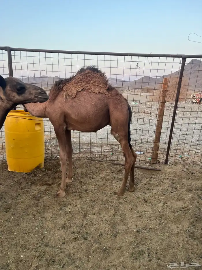 قعدان فاخرة وطيبات 0