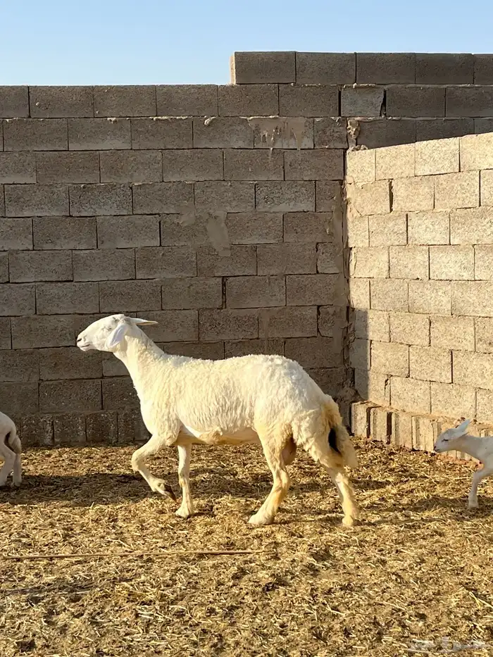 للبيع حريات والد 2
