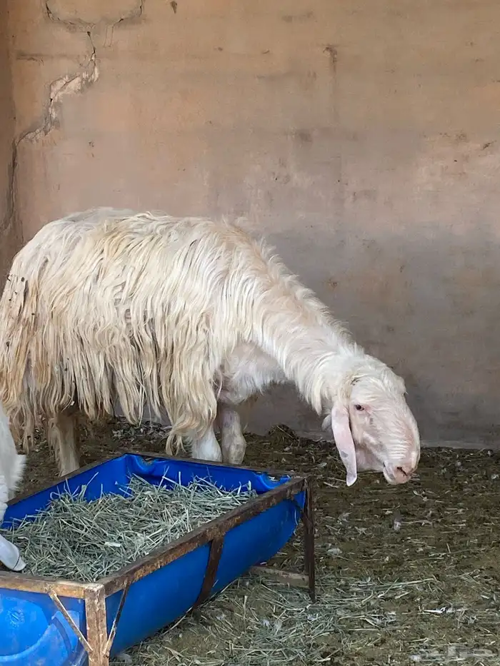 عيسي السن رباع 0