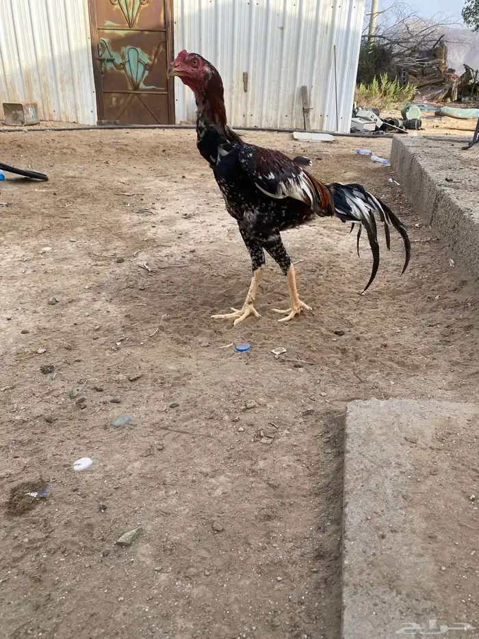 ديك باكستاني اثنين 4