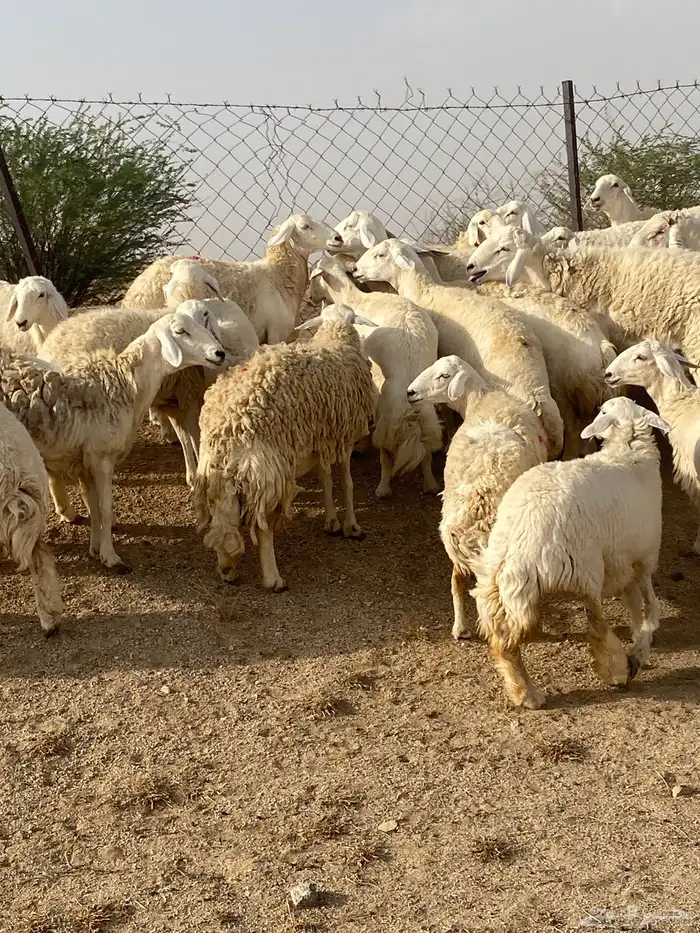 غنم صنف دفيع تم البيع 7