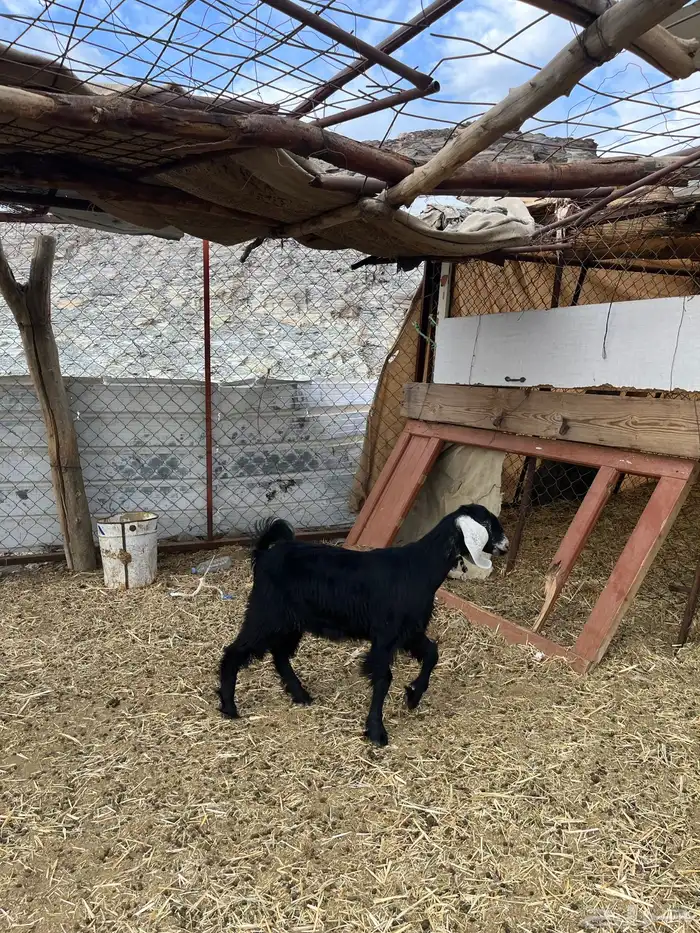 جفره عارضيه 2