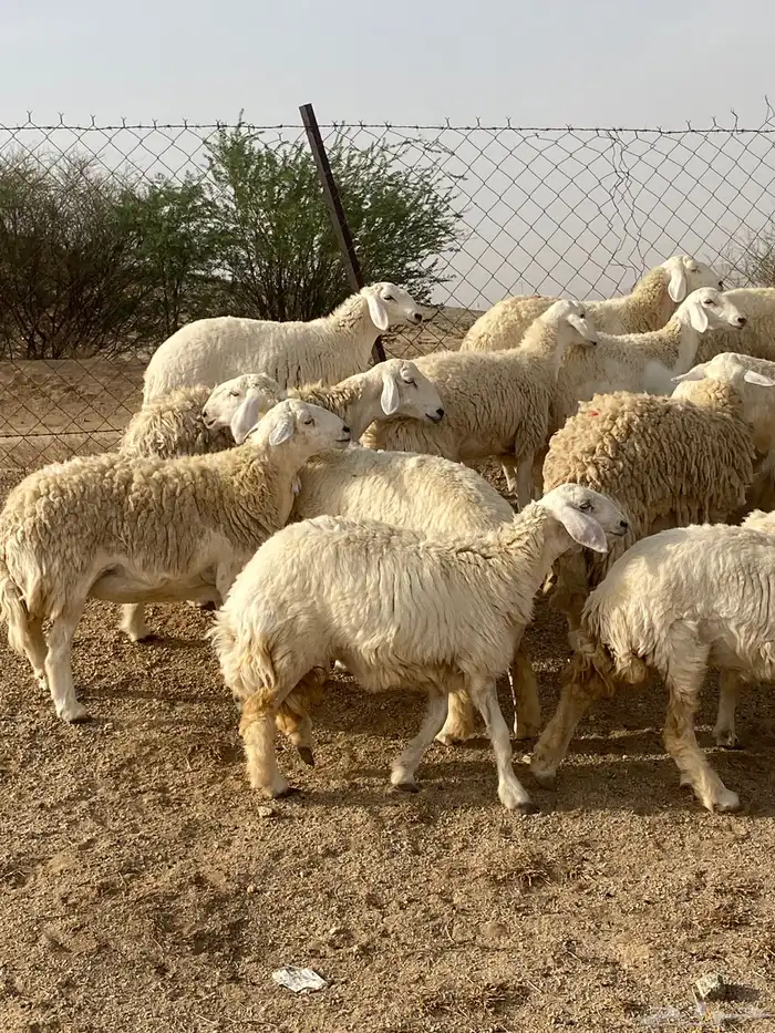 غنم صنف دفيع تم البيع 5