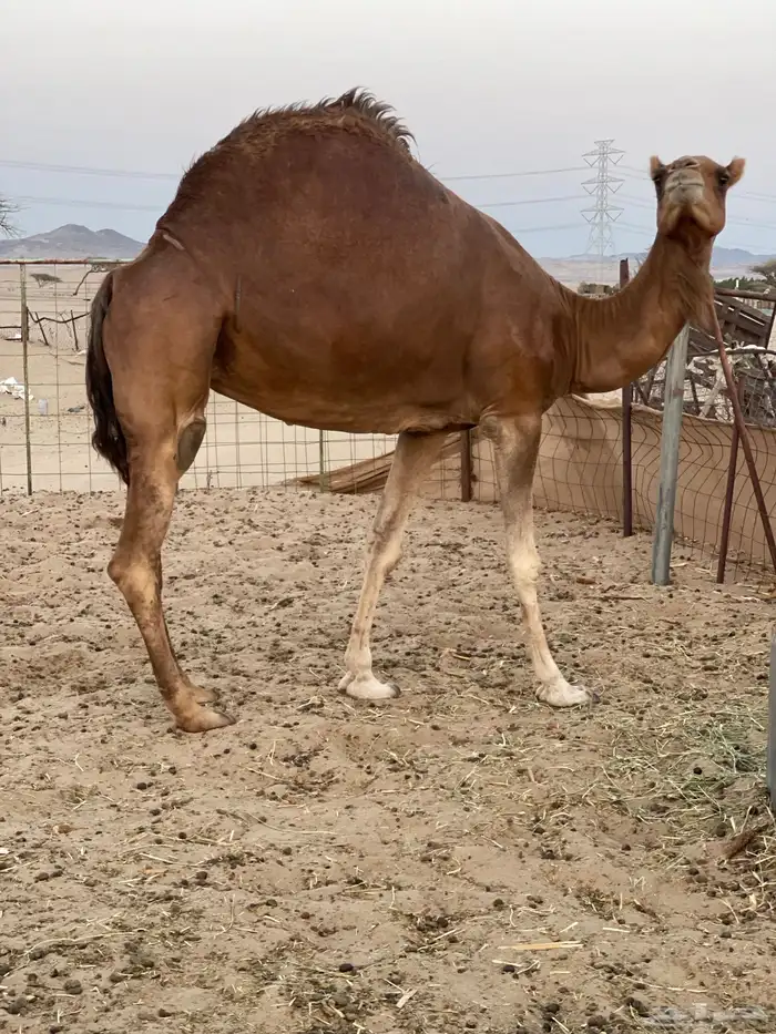 للبيع ناقه حايل رقم 3 0