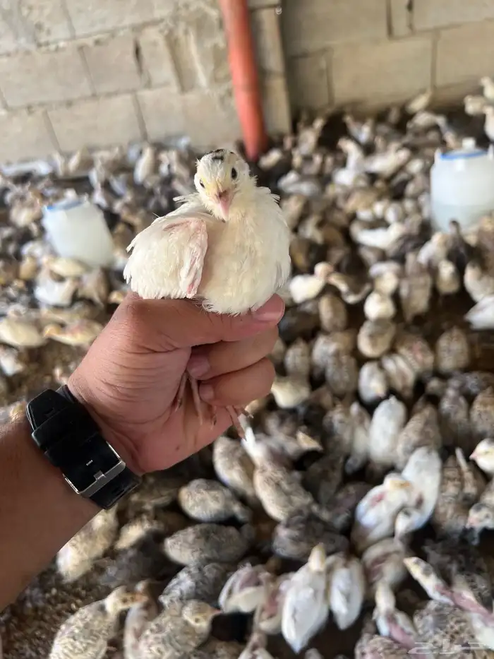 توفر دفعه   صوص سمان 7