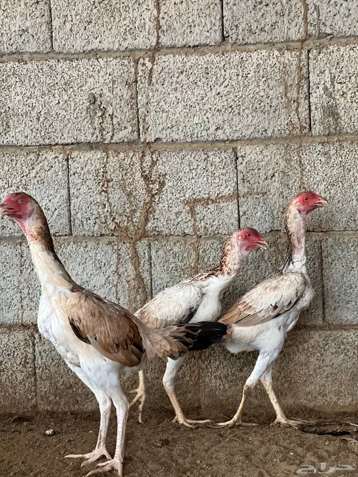 دجاج شامو ياباني الموقع بارق 4