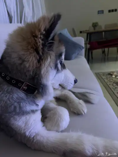 هاسكي للبيع Husky for sale index