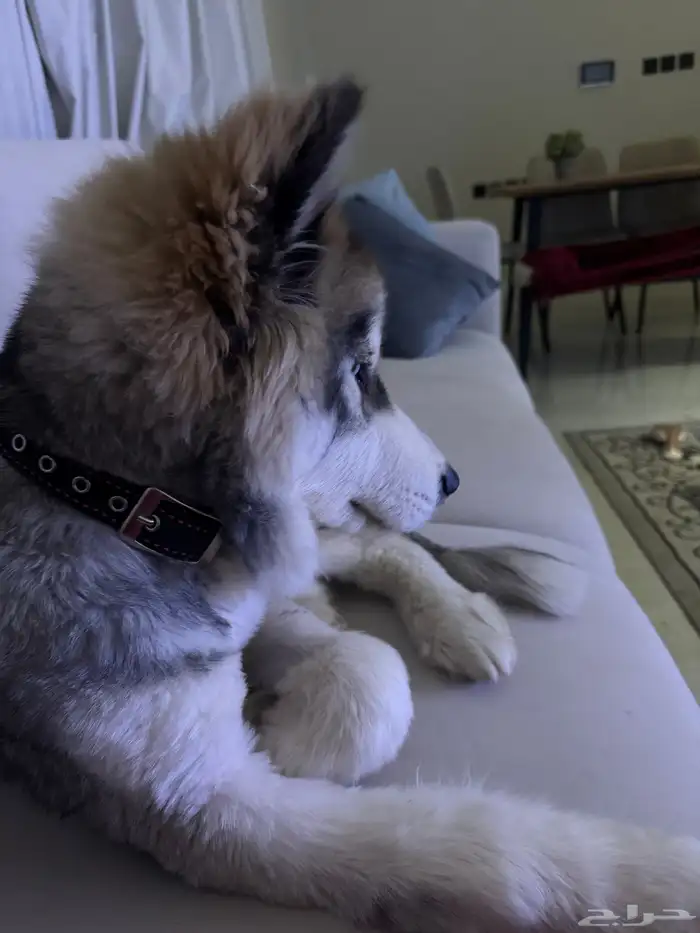 هاسكي للبيع Husky for sale 1