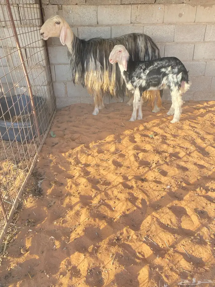 للبيع نجديه والد صنف 2