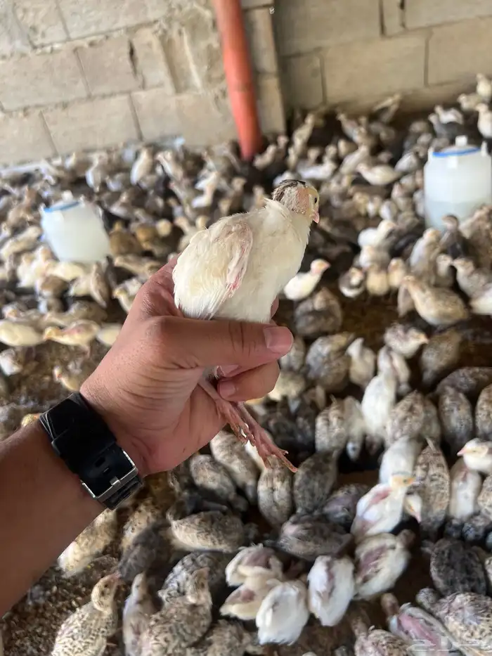 توفر دفعه   صوص سمان 6