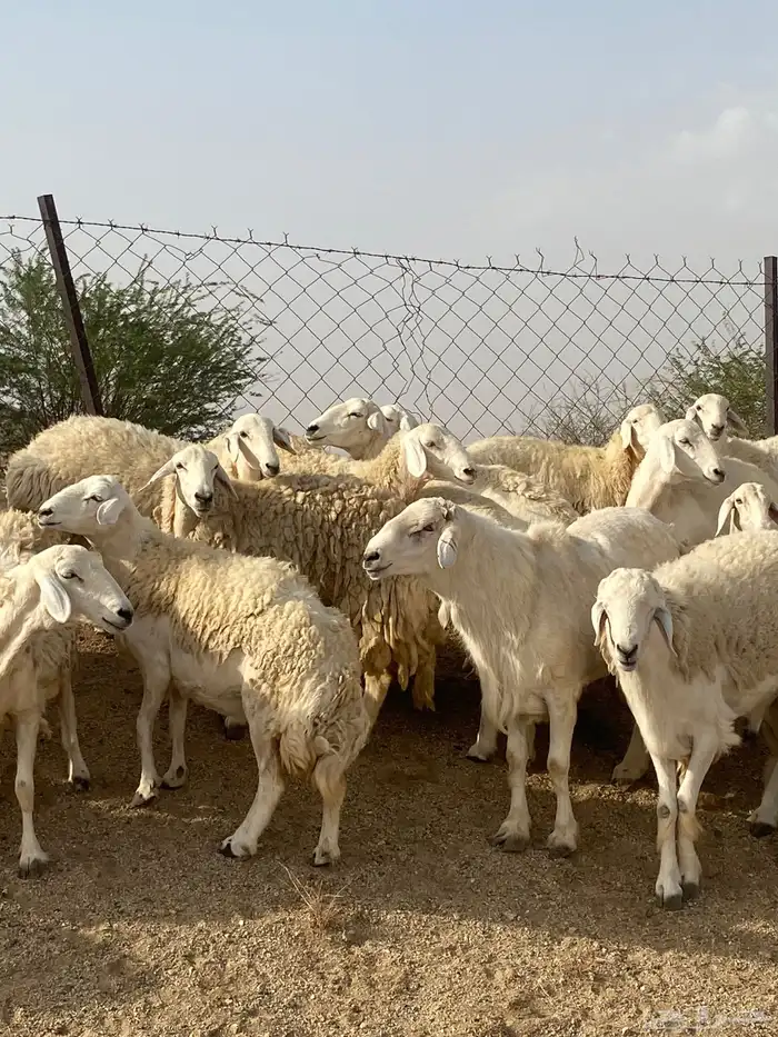 غنم صنف دفيع تم البيع 9