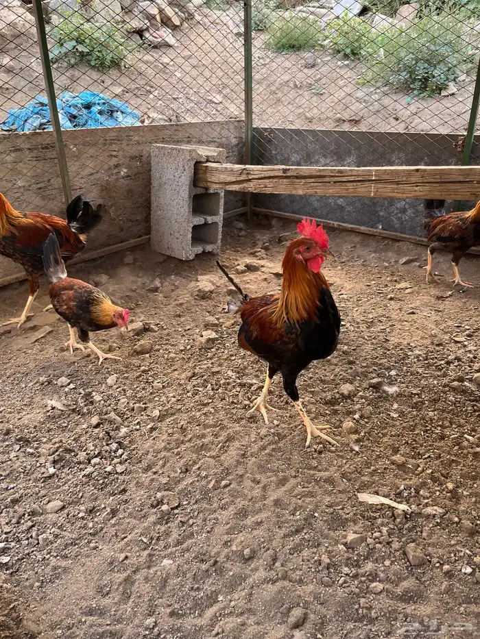 دجاج عربي 0