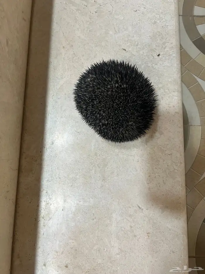 قنفذ بري يأكل جميع الحشرات والنمل والعقارب 0