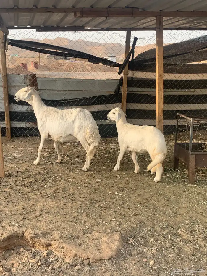 حريات متابيع ( تم البيع ) 0
