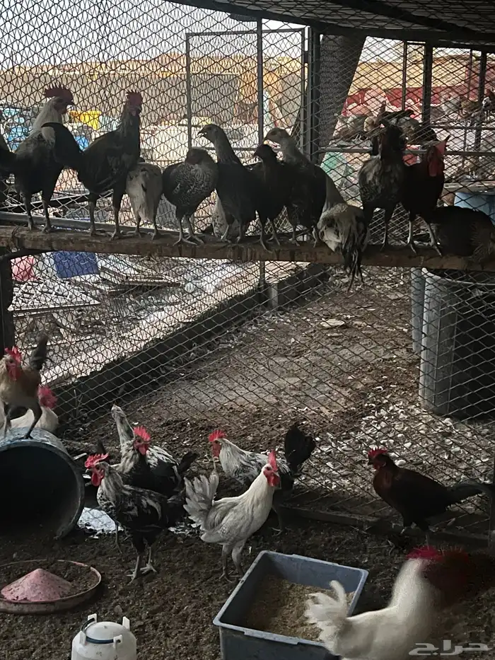 دجاج للبيع 0