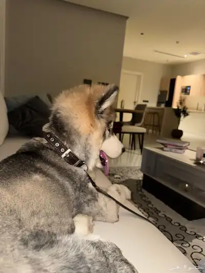 هاسكي للبيع Husky for sale index