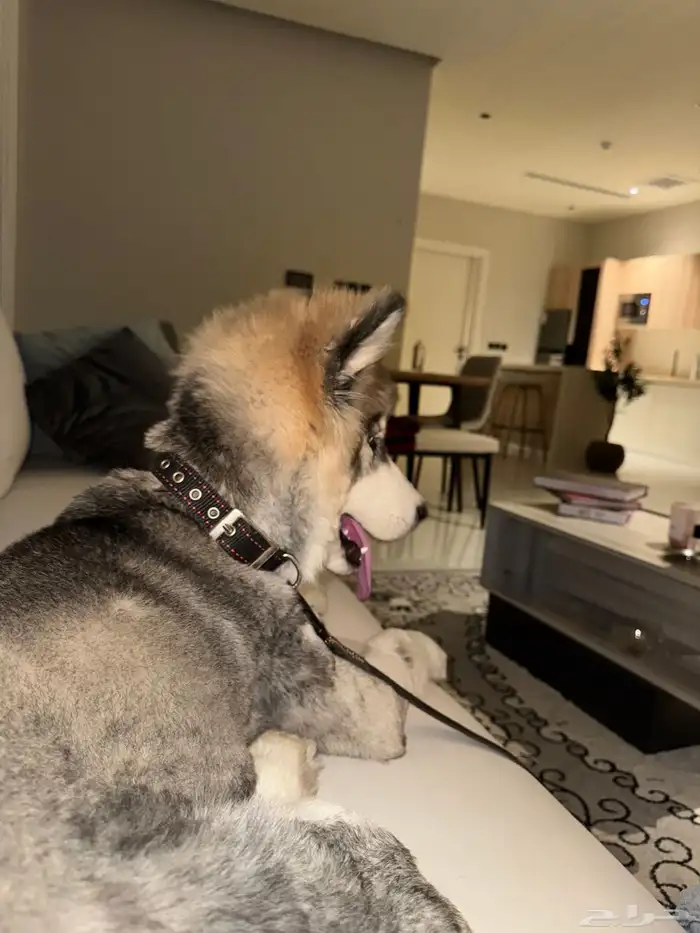 هاسكي للبيع Husky for sale 2