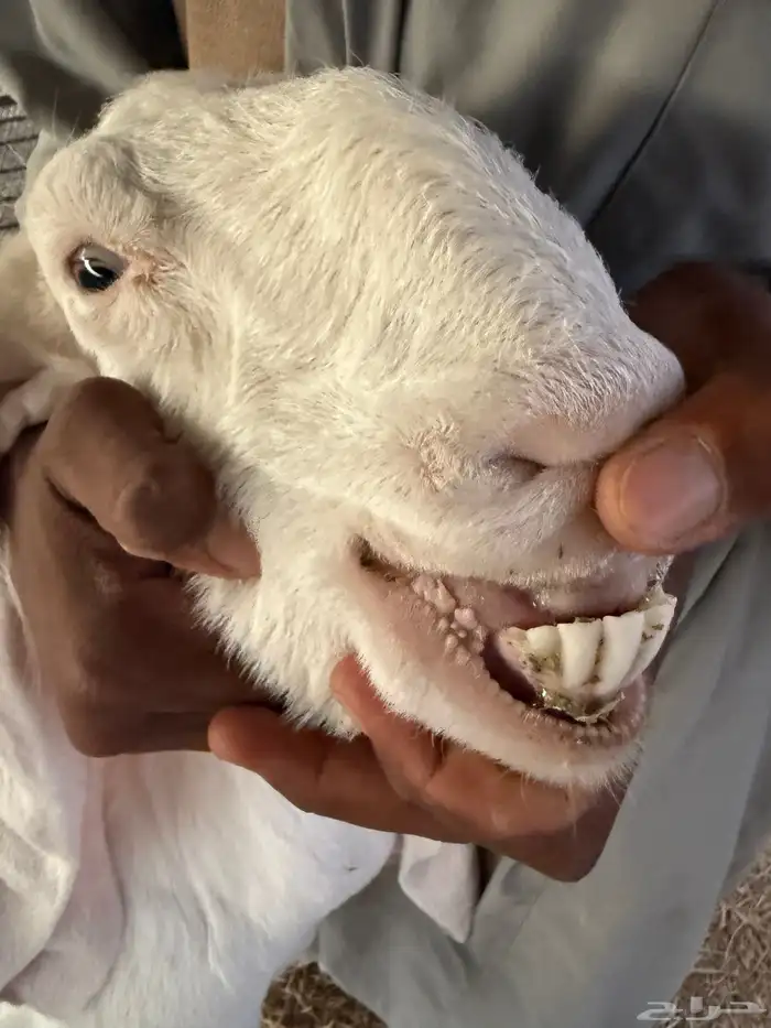 معزا مع تيس فحل جرم وطول 3